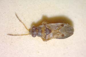 Ischnocoris bureschi Josifov, 1976 [paratype IBERZCXX0321] (c) Institute of Biodiversity and Ecosystem Research, BAS — Zoological Collection (IBER-ZC)