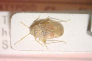 Psallus lentigo Seidenstücker, 1972 [paratype IBERZCXX0342] (c) Institute of Biodiversity and Ecosystem Research, BAS — Zoological Collection (IBER-ZC)