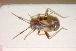 Globiceps genistae Seidenstücker, 1971 [paratype IBERZCXX0348] (c) Institute of Biodiversity and Ecosystem Research, BAS — Zoological Collection (IBER-ZC)