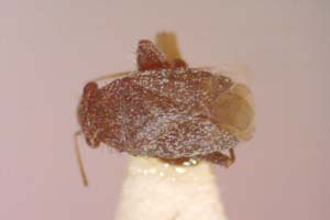 Anapomella arnoldii V. Putshkov, 1961 [paratype IBERZCXX0354] (c) Institute of Biodiversity and Ecosystem Research, BAS — Zoological Collection (IBER-ZC)