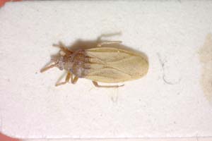 Catoplatus minor Stusák, 1975 [paratype IBERZCXX0367] (c) Institute of Biodiversity and Ecosystem Research, BAS — Zoological Collection (IBER-ZC)