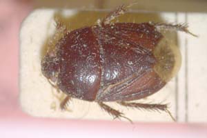 Aethus lindbergi Wagner, 1957 [paratype IBERZCXX0371] (c) Institute of Biodiversity and Ecosystem Research, BAS — Zoological Collection (IBER-ZC)