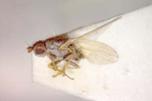 Chamaemyia bicolor Beschovski, 1994 [holotype IBERZCXX0377] (c) Institute of Biodiversity and Ecosystem Research, BAS — Zoological Collection (IBER-ZC)