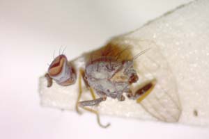 Chamaemyia submontana Beschovski, 1994 [paratype IBERZCXX0382] (c) Institute of Biodiversity and Ecosystem Research, BAS — Zoological Collection (IBER-ZC)