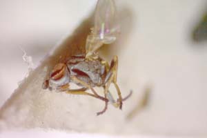 Chamaemyia submontana Beschovski, 1994 [paratype IBERZCXX0383] (c) Institute of Biodiversity and Ecosystem Research, BAS — Zoological Collection (IBER-ZC)
