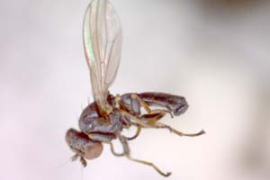 Parochthiphila nigrolineata Beschovski & Merz, 1998 [paratype IBERZCXX0396] (c) Institute of Biodiversity and Ecosystem Research, BAS — Zoological Collection (IBER-ZC)
