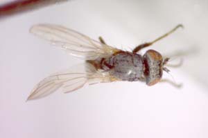 Parochthiphila nigrolineata Beschovski & Merz, 1998 [paratype IBERZCXX0398] (c) Institute of Biodiversity and Ecosystem Research, BAS — Zoological Collection (IBER-ZC)