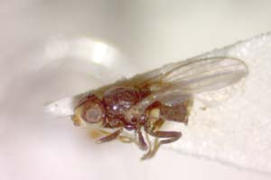 Dicraeus sabroskyi Beschovski, 1977 [paratype IBERZCXX0401] (c) Institute of Biodiversity and Ecosystem Research, BAS — Zoological Collection (IBER-ZC)