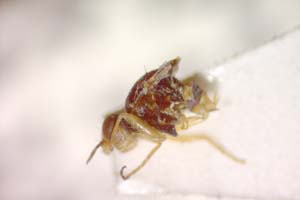 Elachiptera submediterranea Beschovski, 1980 [holotype IBERZCXX0406] Institute of Biodiversity and Ecosystem Research, BAS — Zoological Collection (IBER-ZC)