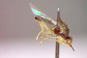 Elachiptera submediterranea Beschovski, 1980 [paratype IBERZCXX0408] (c) Institute of Biodiversity and Ecosystem Research, BAS — Zoological Collection (IBER-ZC)