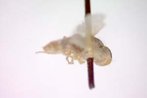 Tethina luteosetosa Beschovski & Nartshuk, 1997 [paratype IBERZCXX0414] (c) Institute of Biodiversity and Ecosystem Research, BAS — Zoological Collection (IBER-ZC)