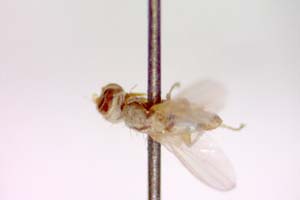 Tethina luteosetosa Beschovski & Nartshuk, 1997 [paratype IBERZCXX0415] (c) Institute of Biodiversity and Ecosystem Research, BAS — Zoological Collection (IBER-ZC)
