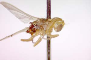 Tethina luteosetosa Beschovski & Nartshuk, 1997 [paratype IBERZCXX0416] (c) Institute of Biodiversity and Ecosystem Research, BAS — Zoological Collection (IBER-ZC)