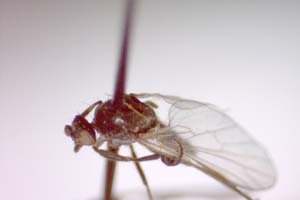 Hilara psammophytophilia Beschovski, 1973 [paratype IBERZCXX0423] (c) Institute of Biodiversity and Ecosystem Research, BAS — Zoological Collection (IBER-ZC)
