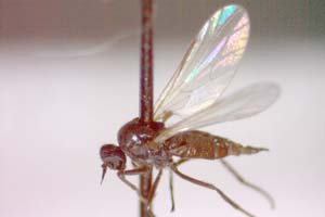 Hilara psammophytophilia Beschovski, 1973 [paratype IBERZCXX0425] (c) Institute of Biodiversity and Ecosystem Research, BAS — Zoological Collection (IBER-ZC)