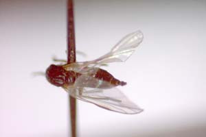 Hilara psammophytophilia Beschovski, 1973 [paratype IBERZCXX0427] (c) Institute of Biodiversity and Ecosystem Research, BAS — Zoological Collection (IBER-ZC)