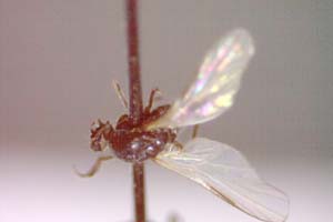 Hilara psammophytophilia Beschovski, 1973 [paratype IBERZCXX0428] (c) Institute of Biodiversity and Ecosystem Research, BAS — Zoological Collection (IBER-ZC)