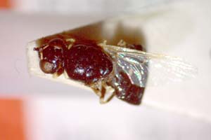 Nemotelus rumelicus Beschovski & Manassieva, 1996 [paratype IBERZCXX0457] (c) Institute of Biodiversity and Ecosystem Research, BAS — Zoological Collection (IBER-ZC)