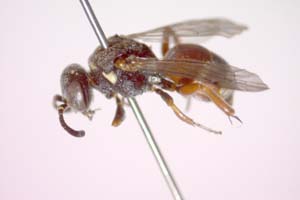 Nysson paralias K. Standfuss, 2010 [paratype IBERZCXX0461] (c) Institute of Biodiversity and Ecosystem Research, BAS — Zoological Collection (IBER-ZC)