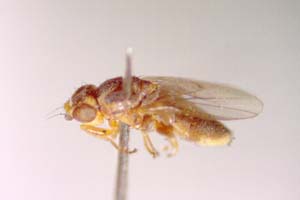 Lasiosina brevisurstylata Dely-Draskovits, 1977 [paratype IBERZCXX0472] (c) Institute of Biodiversity and Ecosystem Research, BAS — Zoological Collection (IBER-ZC)