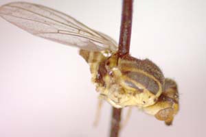 Chlorops quercophila Beschovski, 1979 [holotype IBERZCXX0475] (c) Institute of Biodiversity and Ecosystem Research, BAS — Zoological Collection (IBER-ZC)