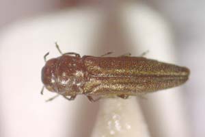 Agrilus polinae Curletti & Sakalian, 2009 [holotype IBERZCXX0488] (c) Institute of Biodiversity and Ecosystem Research, BAS — Zoological Collection (IBER-ZC)