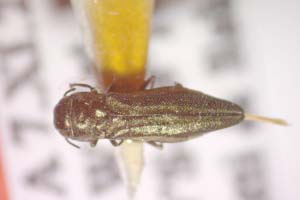 Agrilus polinae Curletti & Sakalian, 2009 [paratype IBERZCXX0489] (c) Institute of Biodiversity and Ecosystem Research, BAS — Zoological Collection (IBER-ZC)