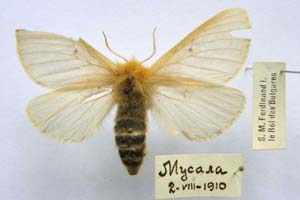 Lemonia taraxaci var. montana Buresch, 1915 [синтип NMNHSINV0312] (c) Национален природонаучен музей, БАН — Колекция Безгръбначни животни (NMNHS-INV)
