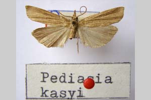 Pediasia kasyi Ganev, 1983 [холотип NMNHSINV0334] (c) Национален природонаучен музей, БАН — Колекция Безгръбначни животни (NMNHS-INV)