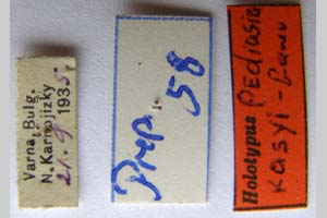 Pediasia kasyi Ganev, 1983 [холотип NMNHSINV0334] (2) (c) Национален природонаучен музей, БАН — Колекция Безгръбначни животни (NMNHS-INV)