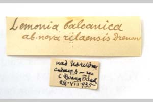 Lemonia balcanica ab. rilaensis Drenowski, 1936 [холотип NMNHSINV0311] (2) (c) Национален природонаучен музей, БАН — Колекция Безгръбначни животни (NMNHS-INV)