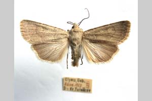 Agrotis decora olympica Toulechkoff, 1951 [syntype NMNHSINV0292] (c) National Museum of Natural History, BAS — Invertebrates Collection (NMNHS-INV)