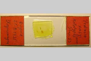 Pediasia kasyi Ganev, 1983 [холотип NMNHSINV0334] (6) (c) Национален природонаучен музей, БАН — Колекция Безгръбначни животни (NMNHS-INV)