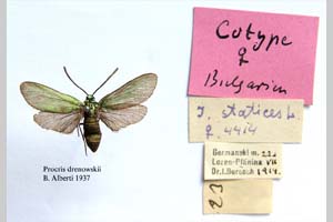 Procris drenowskii Alberti, 1939 [паратип NMNHSINV0315] (c) Национален природонаучен музей, БАН — Колекция Безгръбначни животни (NMNHS-INV)