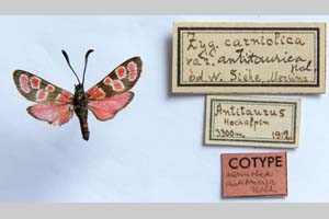 Zygaena carniolica var. antitaurica Holik, 1942 [паратип NMNHSINV0343] (c) Национален природонаучен музей, БАН — Колекция Безгръбначни животни (NMNHS-INV)
