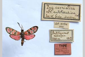 Zygaena carniolica var. antitaurica Holik, 1942 [холотип NMNHSINV0344] (c) Национален природонаучен музей, БАН — Колекция Безгръбначни животни (NMNHS-INV)