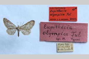 Eupithecia olympica Toulechkoff, 1951 [lectotype NMNHSINV0288] (c) National Museum of Natural History, BAS — Invertebrates Collection (NMNHS-INV)