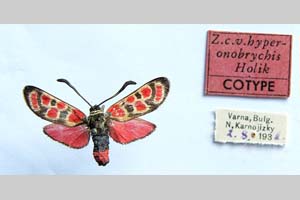 Zygaena carniolica var. hyperonobrychis Holik, 1939 [паратип NMNHSINV0337] (c) Национален природонаучен музей, БАН — Колекция Безгръбначни животни (NMNHS-INV)