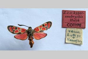 Zygaena carniolica var. hyperonobrychis Holik, 1939 [паратип NMNHSINV0338] (c) Национален природонаучен музей, БАН — Колекция Безгръбначни животни (NMNHS-INV)