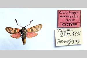 Zygaena carniolica var. hyperonobrychis Holik, 1939 [паратип NMNHSINV0339] (c) Национален природонаучен музей, БАН — Колекция Безгръбначни животни (NMNHS-INV)
