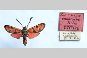 Zygaena carniolica var. hyperonobrychis Holik, 1939 [паратип NMNHSINV0340] (c) Национален природонаучен музей, БАН — Колекция Безгръбначни животни (NMNHS-INV)