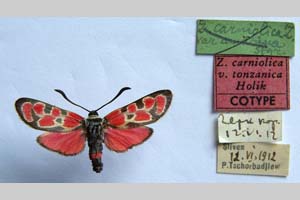 Zygaena carniolica var. tonzanica Holik, 1939 [паратип NMNHSINV0341] (c) Национален природонаучен музей, БАН — Колекция Безгръбначни животни (NMNHS-INV)