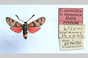 Zygaena carniolica var. tonzanica Holik, 1939 [паратип NMNHSINV0342] (c) Национален природонаучен музей, БАН — Колекция Безгръбначни животни (NMNHS-INV)