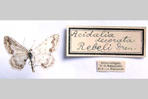 Acidalia decorata var. rebeli Drenowski, 1930 [syntype NMNHSINV0283] (c) National Museum of Natural History, BAS — Invertebrates Collection (NMNHS-INV)