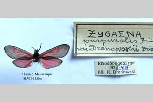 Zygaena purpuralis var. rebeli Drenowski, 1928 [паратип NMNHSINV0336] (c) Национален природонаучен музей, БАН — Колекция Безгръбначни животни (NMNHS-INV)