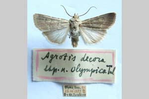 Agrotis decora olympica Toulechkoff, 1951 [syntype NMNHSINV0293] (c) National Museum of Natural History, BAS — Invertebrates Collection (NMNHS-INV)