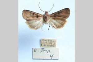 Agrotis cuprea jordanovi Toulechkoff, 1951 [syntype NMNHSINV0294] (c) National Museum of Natural History, BAS — Invertebrates Collection (NMNHS-INV)
