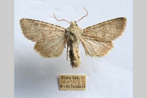 Hadena platinea grisescens Toulechkoff, 1951 [syntype NMNHSINV0300] (c) National Museum of Natural History, BAS — Invertebrates Collection (NMNHS-INV)