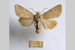 Hadena platinea grisescens Toulechkoff, 1951 [syntype NMNHSINV0298] (3) (c) National Museum of Natural History, BAS — Invertebrates Collection (NMNHS-INV)