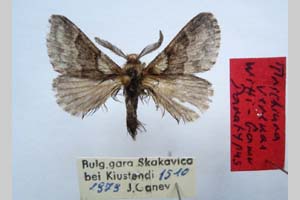 Trichiura verenae witti Ganev, 1982 [paratype NMNHSINV0279] (c) National Museum of Natural History, BAS — Invertebrates Collection (NMNHS-INV)